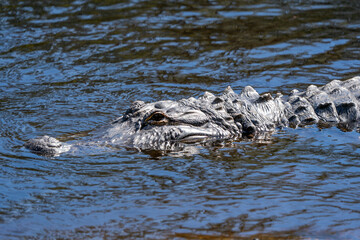 crocodile in the water