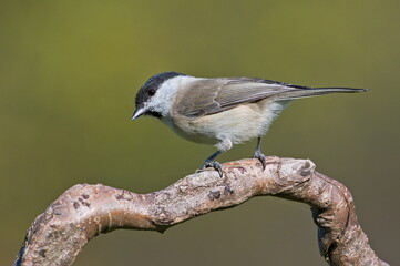 Poecile palustris aka marsh tit perched on the branch. Common bird in Czech republic. Isolated on blurred background.