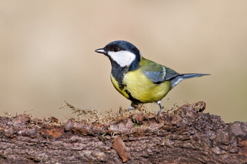 Parus major aka great tit perched on the dry tree. Common bird in Czech republic. Isolated on blurred background.