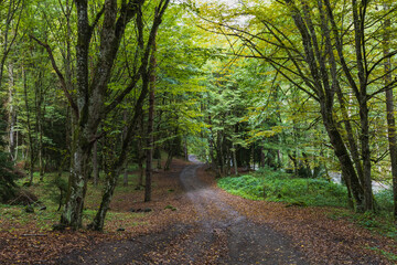 green forest in autumn