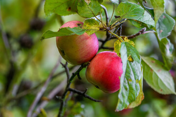 Zbliżenie na czerwone jabłka na gałęzi drzewa
