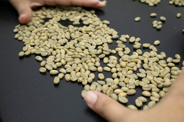 Manual Selection of High-Quality Green Coffee Beans for Sustainable Export and Coffee Production