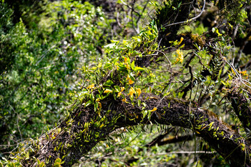 Natural wild landscape of the Atlantic Forest and Brazilian rainforest