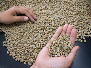 Handpicking the Best Green Coffee Beans for Export: A Palmful of Selected Beans