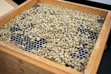 Grading Sieves for Selected Green Coffee Samples – Premium Export Quality
