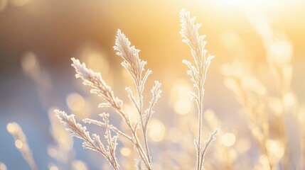 Obraz premium Delicate frost-covered grass illuminated by warm sunlight in a serene winter landscape.