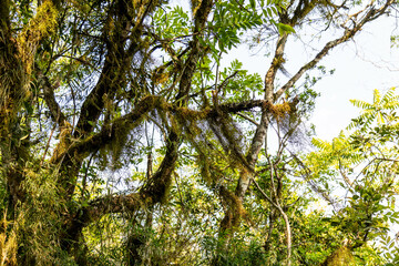 Natural wild landscape of the Atlantic Forest and Brazilian rainforest