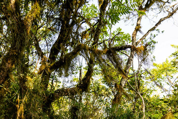 Natural wild landscape of the Atlantic Forest and Brazilian rainforest