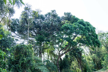 Natural wild landscape of the Atlantic Forest and Brazilian rainforest
