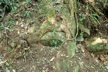 Natural wild landscape of the Atlantic Forest and Brazilian rainforest