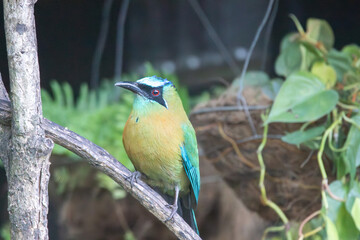 Obraz premium A Lesson's Motmot in Monteverde, Costa Rica
