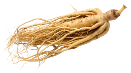 Ginseng root isolated on transparent or white background, showcasing its unique texture and shape.