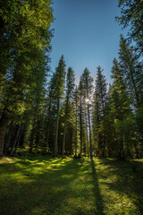 forest in the morning