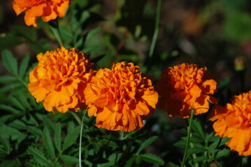 Marigolds deflected, or French. Annual flowers with strong green stems that branch densely from the base. Orange inflorescences in the form of a basket with wide petals, located at the ends of shoots.
