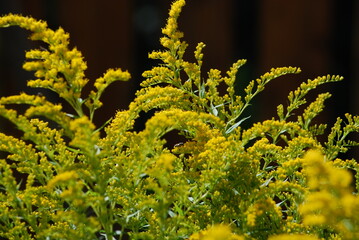Canadian goldenrod lat. Solidago canadensis. Perennial herbaceous plant belongs to the genus Goldenrod of the Asteraceae family. It has long branches with small yellow flowers growing nearby.