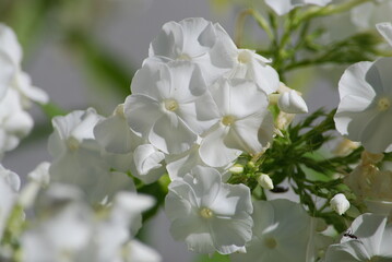 White phlox in the garden. Small white flowers have grown and blossomed on a long green stem. They have five trapezoid-shaped petals. They have yellow pistils. Several flowers grow nearby.