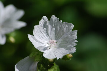 Obraz premium Musk mallow, or mallow. lat. Malva moschata is a plant species of the genus Mallow of the Malvaceae family. The inflorescence is medium sized with white triangular petals and a pink center.