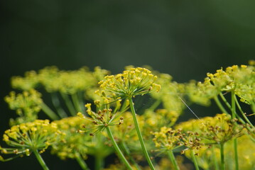 Flowering umbrellas of dill. Dill inflorescences on thin long green stems are many small open flowers growing next to each other at a short distance. The yellow flowers are very tiny.