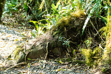 Natural wild landscape of the Atlantic Forest and Brazilian rainforest