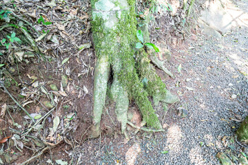 Natural wild landscape of the Atlantic Forest and Brazilian rainforest