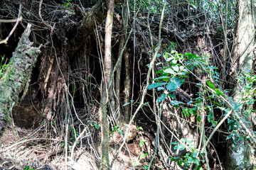Natural wild landscape of the Atlantic Forest and Brazilian rainforest