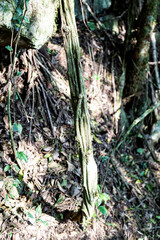 Natural wild landscape of the Atlantic Forest and Brazilian rainforest