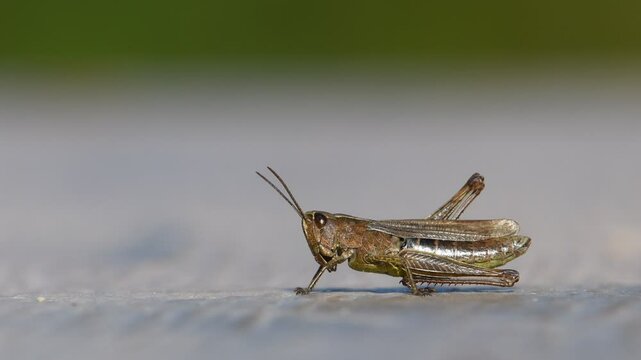Close-up portrait of common locust, cricket, or grasshopper. Isolated on blurred background. Nature of Czech republic.