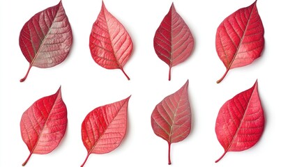Obraz premium A row of red leaves, each with a different shade of red