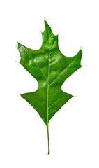 Naklejka premium one green holly leaf isolated on white background