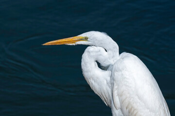Profile of Great Egret against a dark background.