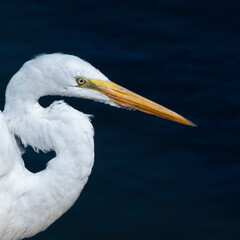 Close-up profile of great egret against a dark background.