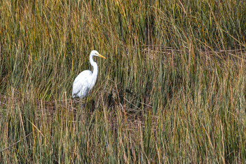 Great Egret standing in cord grass in a tidal estuary near Charleston Harbor, SC, USA.