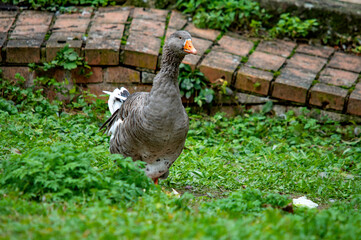 Graugans, die auf einer nassen Wiese steht