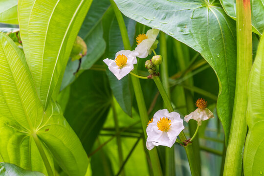 Closeup beautiful white flowers of Arrowhead or Sagittaria montevidensis flower (Sagittaria Sagittifolia)