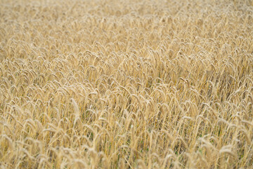 Agriculture season. Autumn harvest. Wheat field. Ears of wheats in field. Field of wheats. Background of wheat field. Harvesting period. Rural landscape.