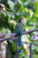 Fototapeta premium A Lesson's Motmot in Monteverde, Costa Rica