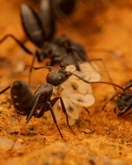 hormigas