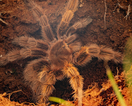 tarantula