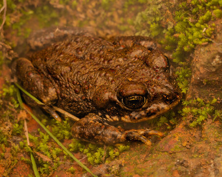 sapo de rulo
