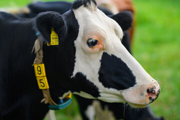 Cow on a summer pasture. Herd of cows grazing in Alps. Holstein cows, Jersey, Angus, Hereford, Charolais, Limousin, Simmental, Guernsey, Ayrshire, Brahman Cattle breeds. Cow in a field. Dairy cow.