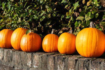 Pumpkins.The image captures pumpkins arranged in a row next to a wall, bathed in sunlight, on an autumn day