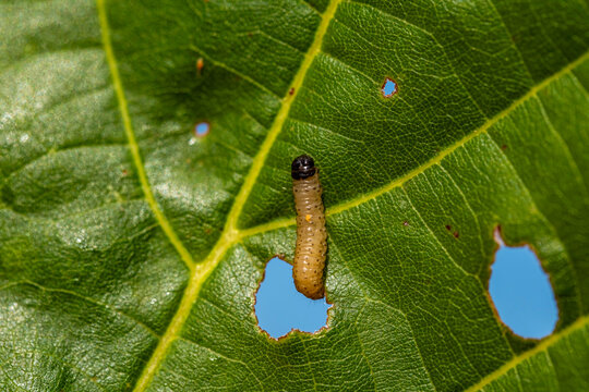 A small brown caterpillar is on a leaf