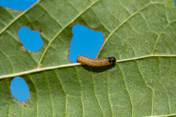 A caterpillar is crawling on a leaf