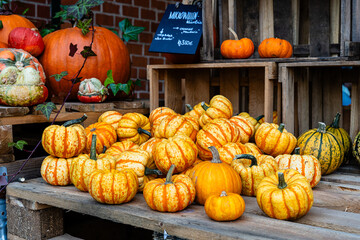 A view of a lot of pumpkins in wooden boxes to be sold in bulk giving off autumn mood