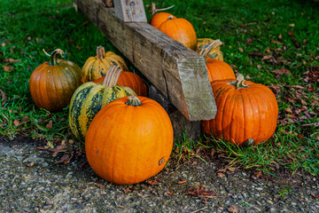 A variety of pumpkins in different shapes and sizes are scattered across a sunlit autumn field, showcasing rich orange hues and unique textures, inviting the festive spirit of the harvest season.