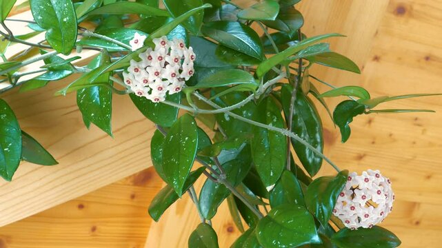 CLOSE UP, DOF: Gorgeous tropical hoya carnosa flowers hang from the wooden wall making an inviting atmosphere. Detailed shot of an exotic shooting star flower against the blurry wooden backdrop.