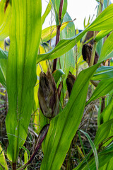 Corn field, corn cobs, corn ripening