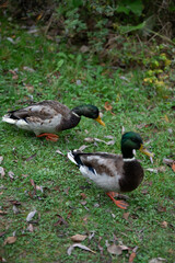 A Day with Ducks at the Lake: Exploring Göttingen’s Wildlife