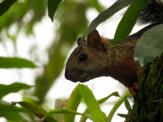 Squirrel in a tree, animal photography