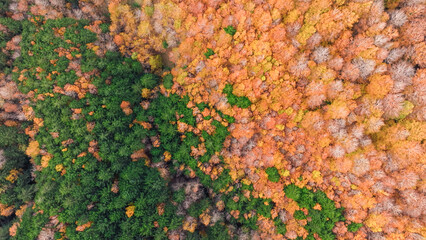 Flying Above Autumn Tree Canopy